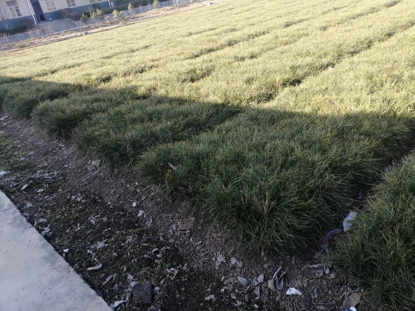 图片说明:一处整齐的油松育苗床,工人正在使用喷雾器对幼苗进行叶面喷药,苗床边缘有排水沟,土壤表面干燥无积水,幼苗生长健壮、排列均匀 油松苗床管理现场图