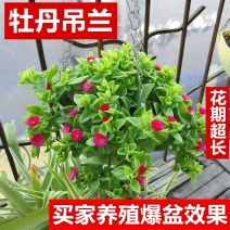室内室外花卉绿植盆栽牡丹吊兰太阳玫瑰红宝石吊兰阳