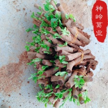 葛根种苗发芽苗基地直供