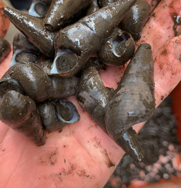 [山坑螺批发]山坑螺价格12.00元/斤 - 一亩田