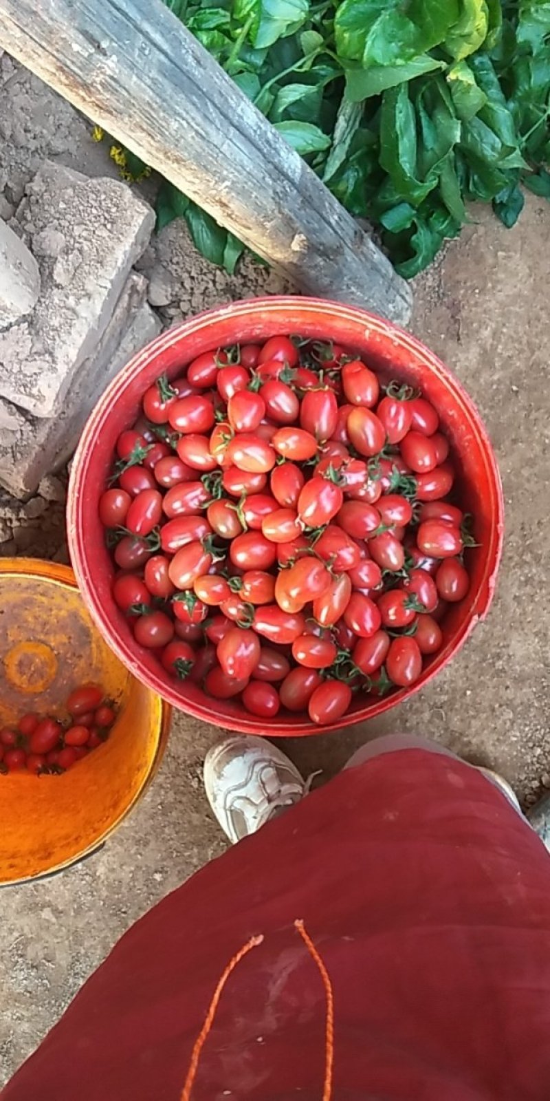 碧娇圣女果小柿子小番茄