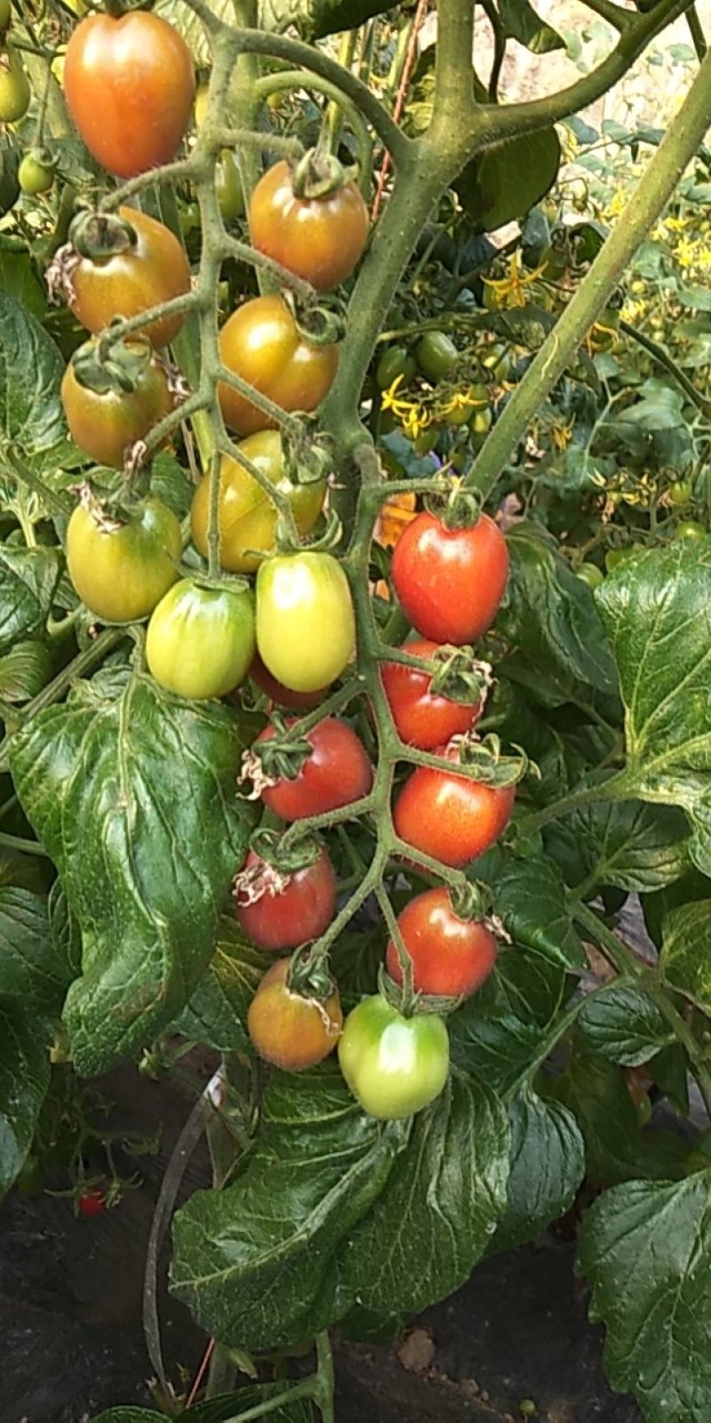 碧娇圣女果小柿子小番茄