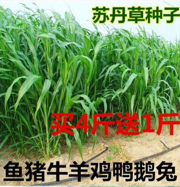 进口高产苏丹草种子鱼草种子四季养殖牧草种子猪牛羊鱼渔草籽