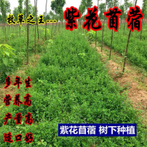紫花苜蓿种子干草饲料鸡鸭鹅牛马羊牧草种子草籽