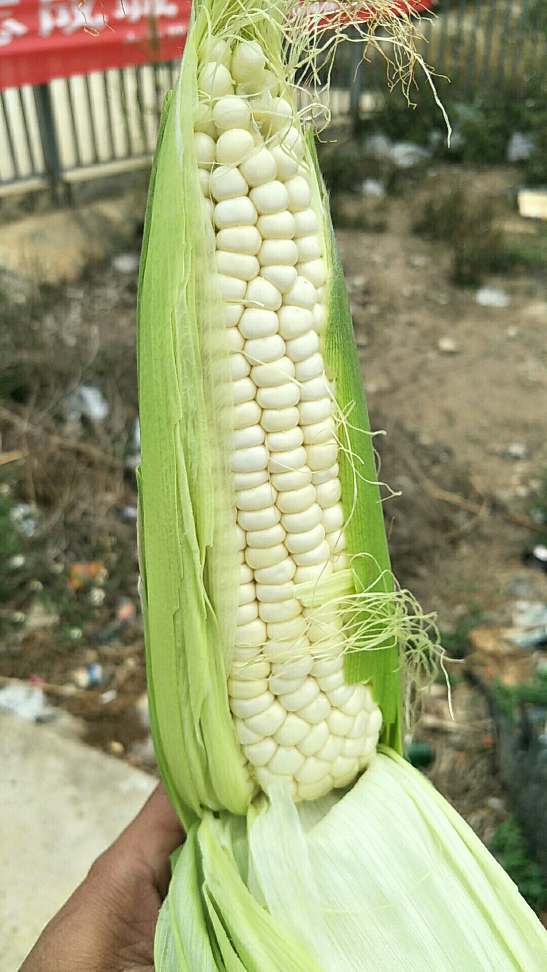 [玉米批发]辽宁省新民市玉米玉米农户家里直收价格1.38元/斤 - 一亩田