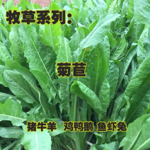 欧洲进口大叶将军菊苣种子鸡鸭鹅鱼兔牛羊牧草种子草籽