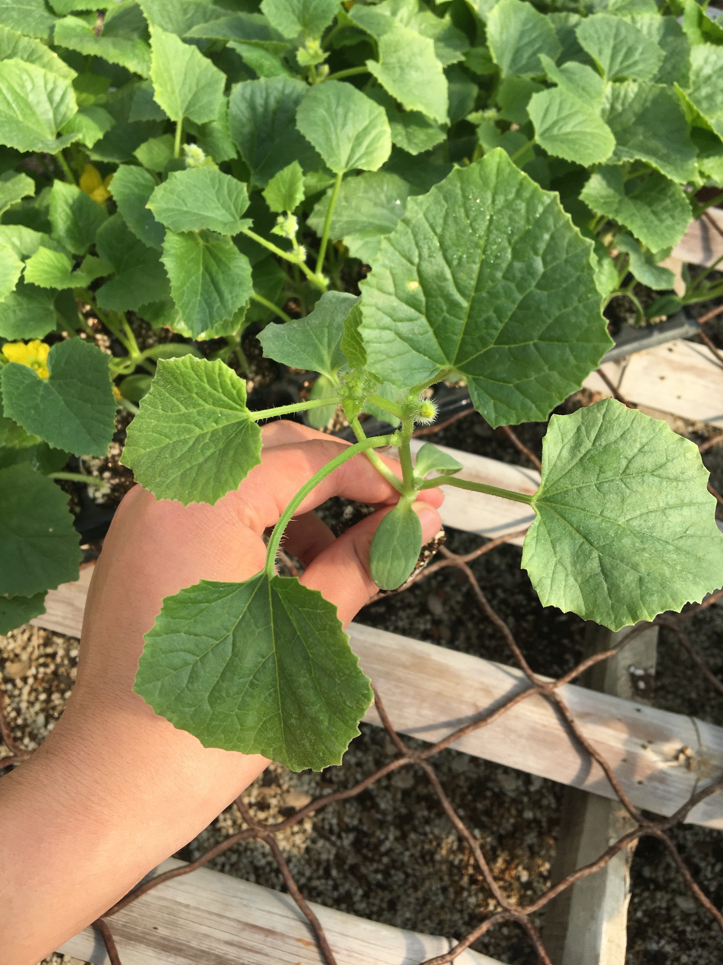 [甜瓜苗批发]博洋9号甜瓜苗 山东寿光 自产自销抗病毒 大量有货价格0.