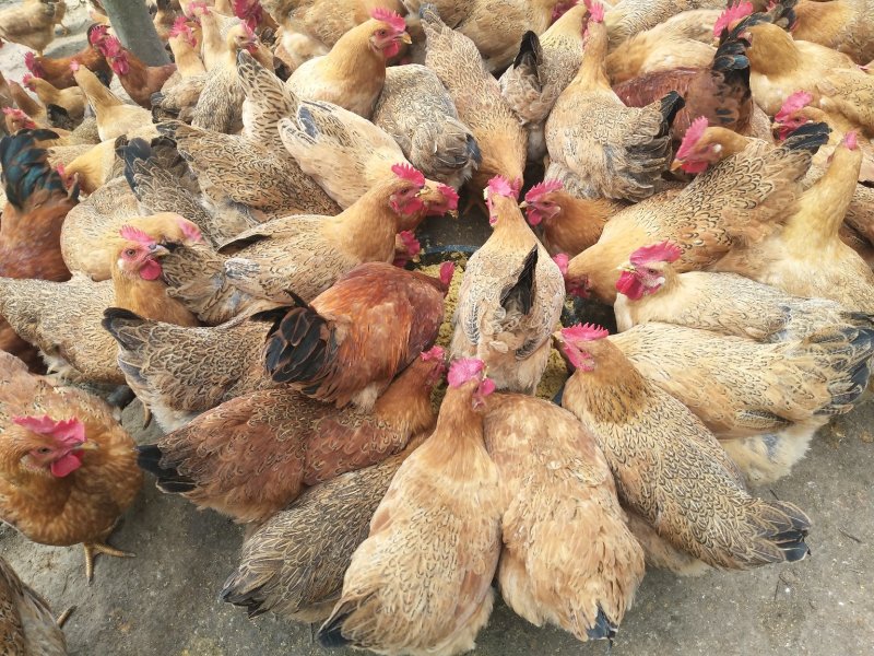 [其他活禽批发]项鸡,林下散养生态鸡价格7.80元/斤 - 一亩田