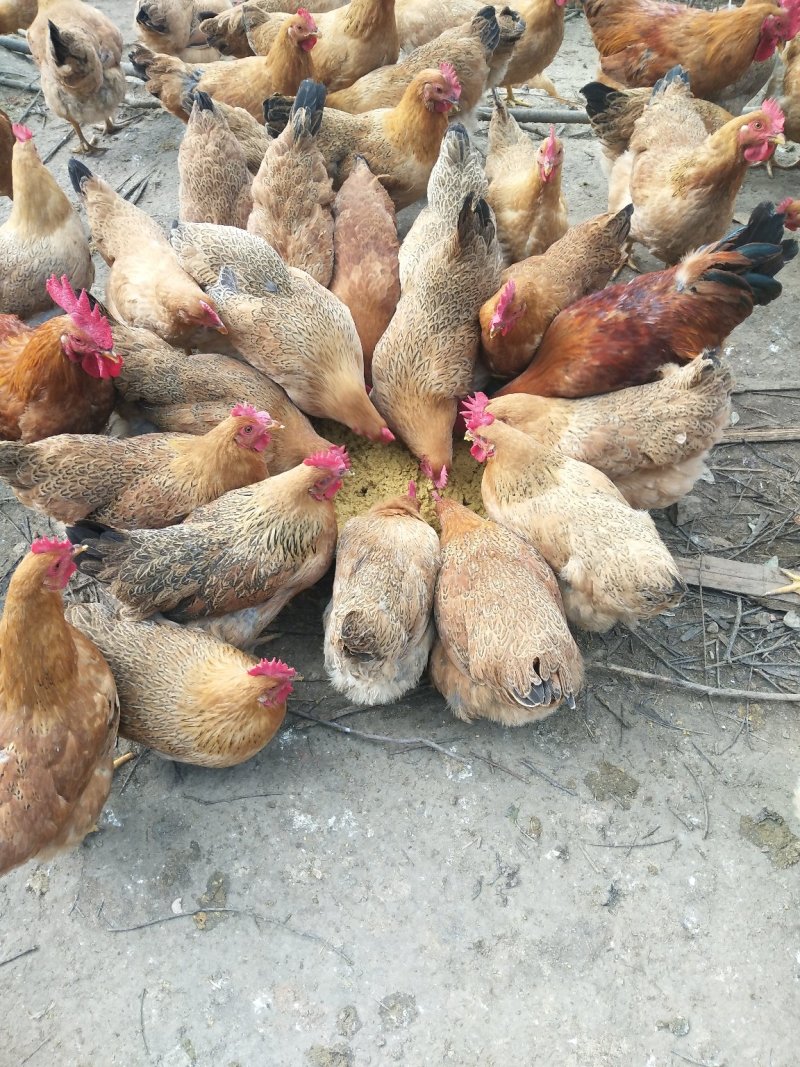 [其他活禽批发]项鸡,林下散养生态鸡价格7.80元/斤 - 一亩田