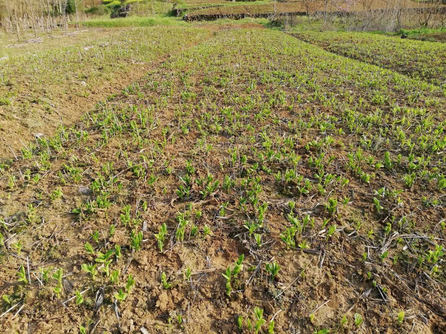 白芨田间杂草情况