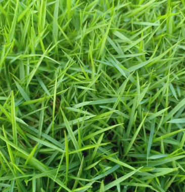 狗牙根百慕大马尼拉高羊茅四季常青草坪种子草籽