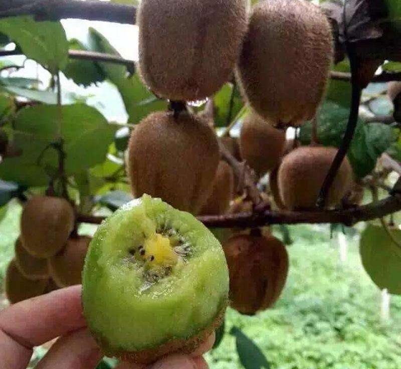 猕猴桃果园实景拍摄,工人正在采摘果实,背景为阳光下的藤蔓和成片果树 猕猴桃果园实景图