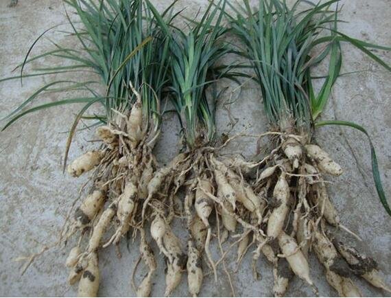 三棱草植株形态