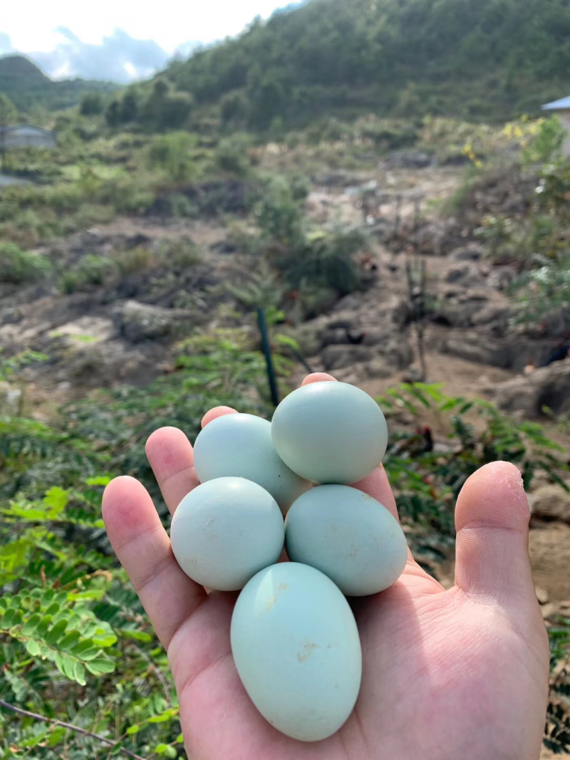 [绿壳鸡蛋批发]贵州黔东南黎平县鸡蛋 1.