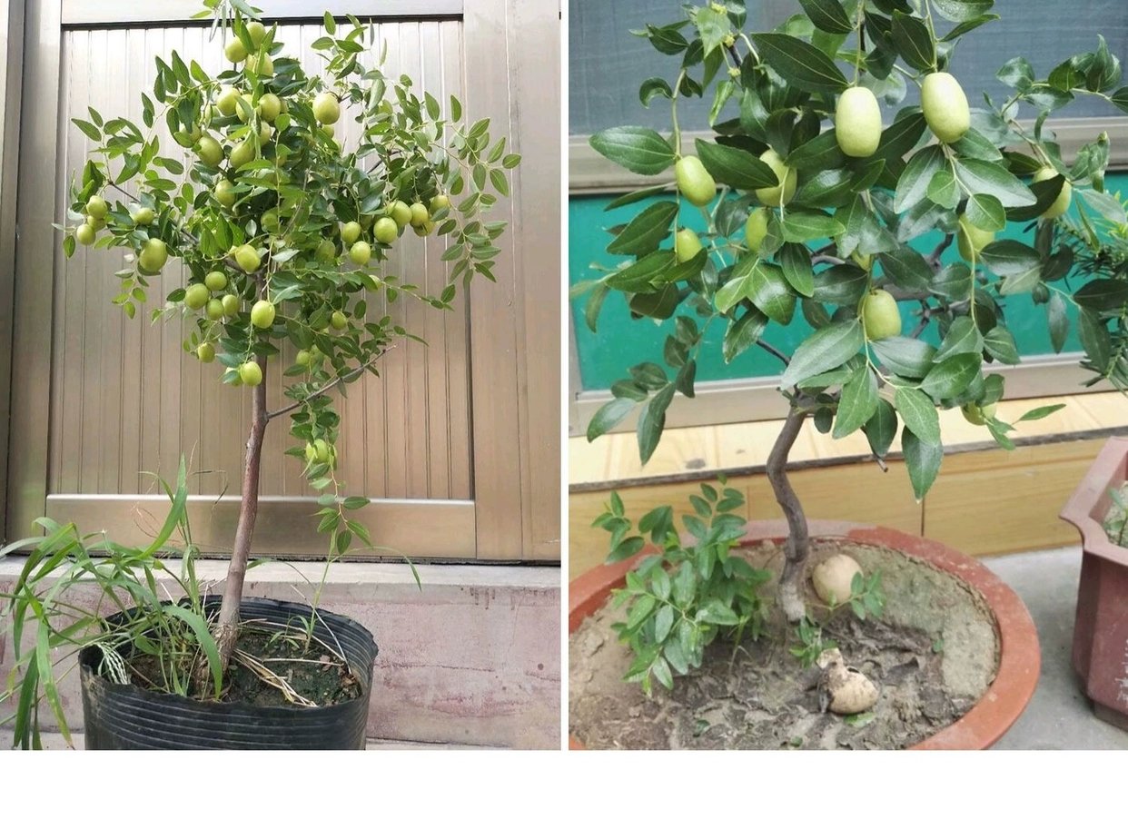 都市家庭场景下的盆栽冬枣小苗生长实拍,清晰呈现矮化株型、早期挂果状态及适配居家环境的栽培配置 家庭阳台盆栽冬枣小苗:一株高约55cm的盆栽冬枣小苗置于南向阳台,主干挺拔,顶部着生2簇枣吊,其中一簇已挂3颗青绿色初果,陶盆底部有排水孔,盆面覆盖松鳞保湿,背景可见家用温湿度计与小型补光灯