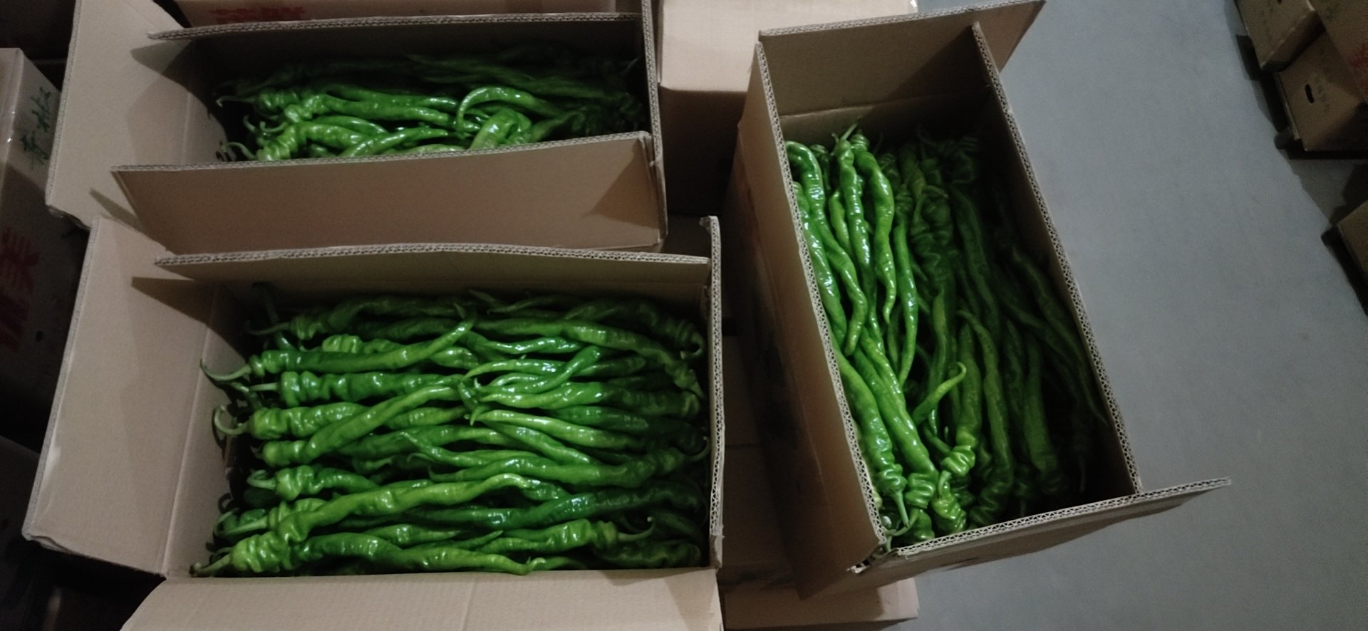 鲜辣椒在包装车间进行预冷和分拣 鲜辣椒运输前的包装处理场景