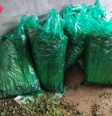 大棚香菜毛菜加工高矮都有价格便宜需要的抓紧联系
