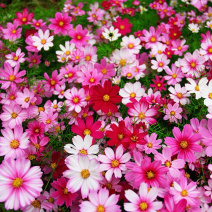 波斯菊花种子格桑花种子籽四季开花易活庭院野花组合种子