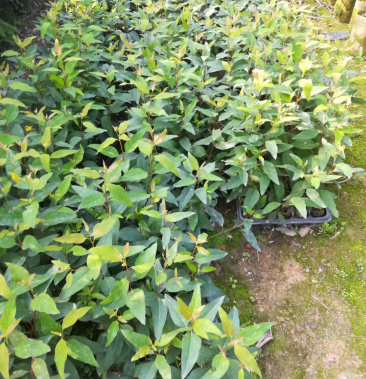 轻基培育速生桉苗广29号26号带杯发货