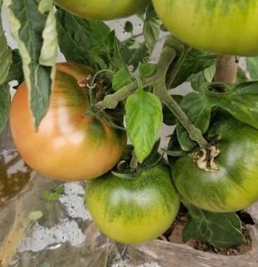 杠六九西红柿,口味独特