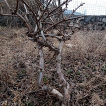 金银花树