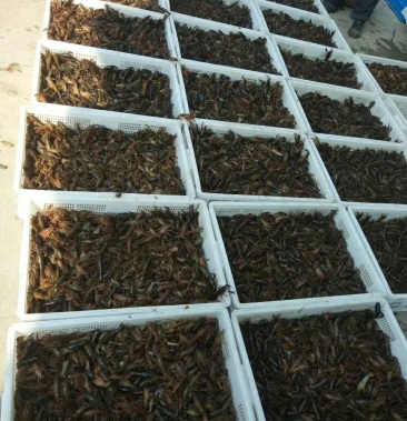 [龙虾苗批发]龙虾苗溧阳龙虾苗小龙虾苗野生苗价格6.00元/斤 - 一亩田