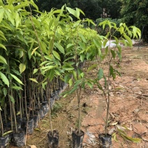 正宗海南沉香树苗原土带叶发货