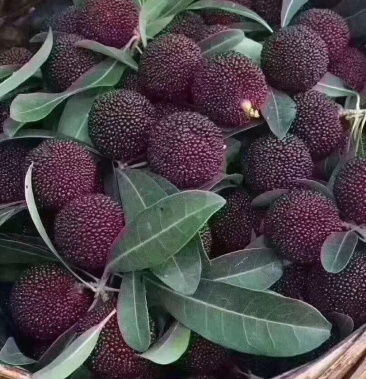 福建龙海杨梅基地,产地直销,支持一件代发,诚信经营