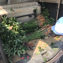 宫粉紫荊，木棉，黄花风铃……