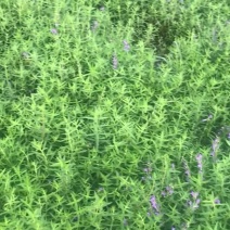 黄芩苗