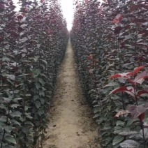 紫叶矮樱丛生苗，扞插杯苗8万株，定植嫁接成品8万株供应，