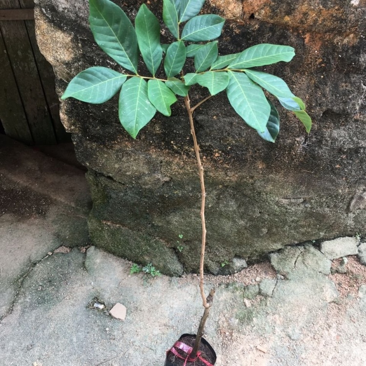 泰国红毛丹荔枝苗优质新品种当年结果南北方可种植