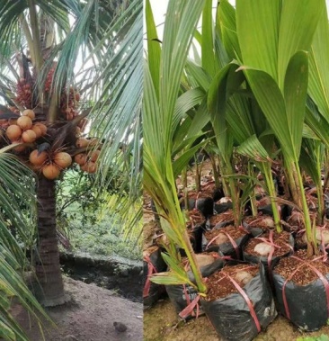 椰子树苗 海南矮化椰子树苗