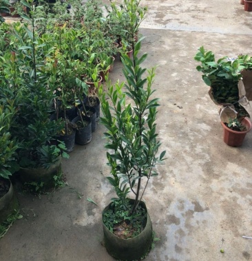 黑玫瑰樱桃苗 适合庭院种植