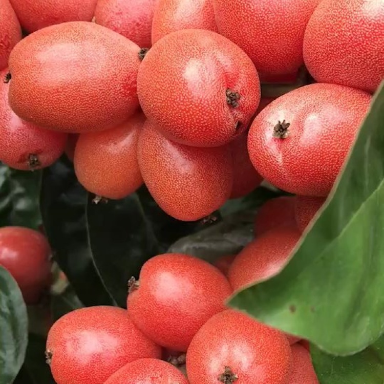 [羊奶果批发]羊奶果 德甜二号大果纯甜无酸型羊奶果苗 鲜食水果价格