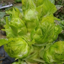 贵州儿菜