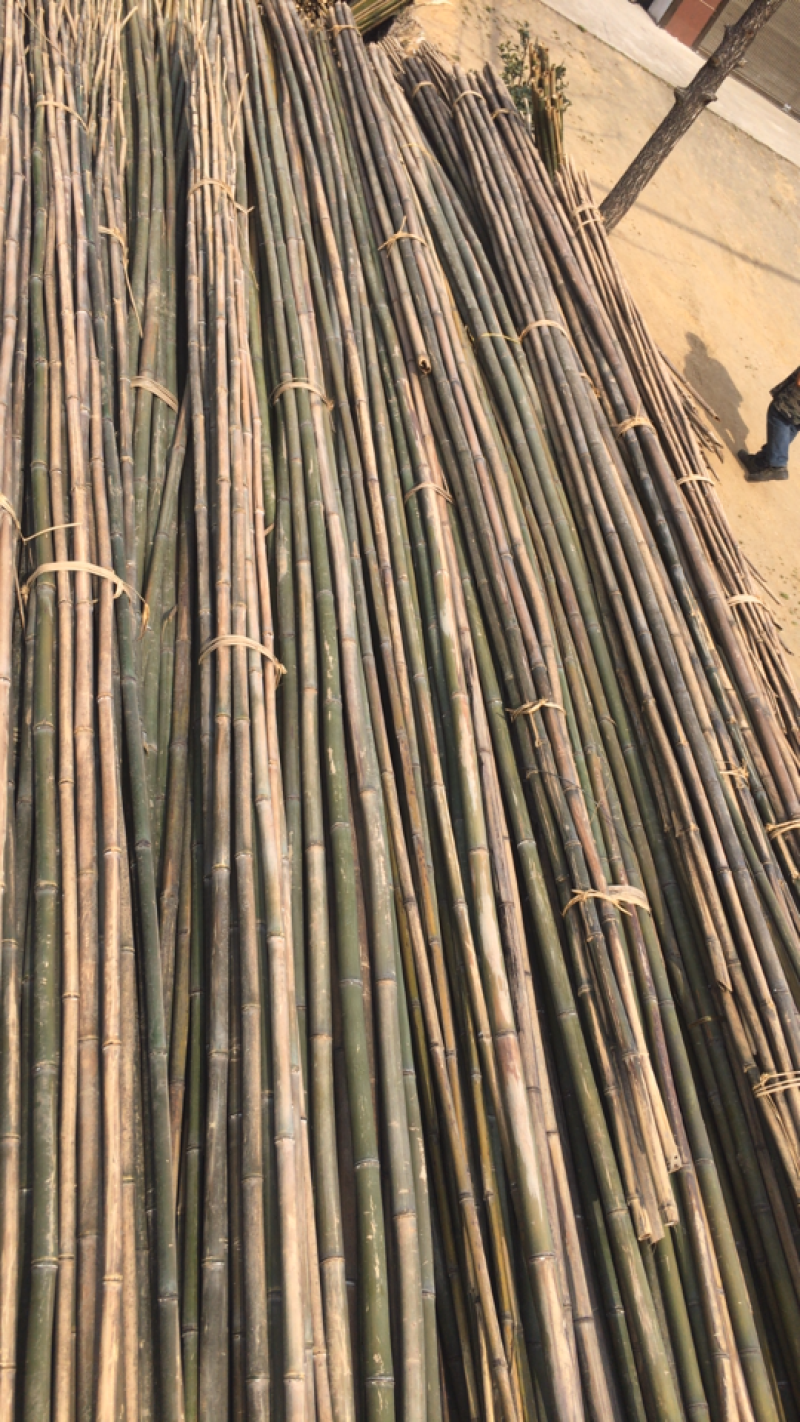 [竹竿批发]陕西汉中南郑区竹子 0.20元/棵竹竿,竹片,菜架竹 _ 一亩田