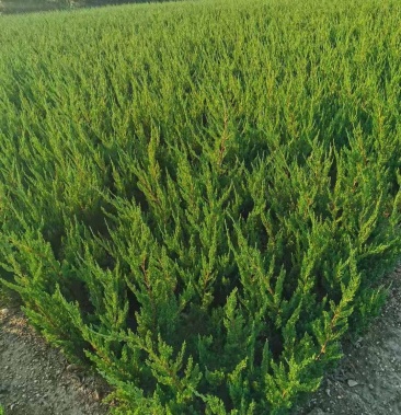 龙柏小龙柏工程龙柏苗2030冠精品自己苗圃龙柏