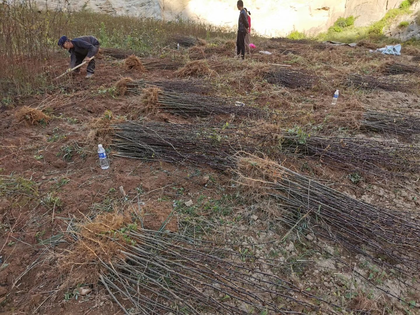 花椒树盆栽种植与日常养护