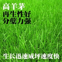 四季青草坪种子绿化护坡草坪草籽耐寒高羊茅庭院草皮种籽免修