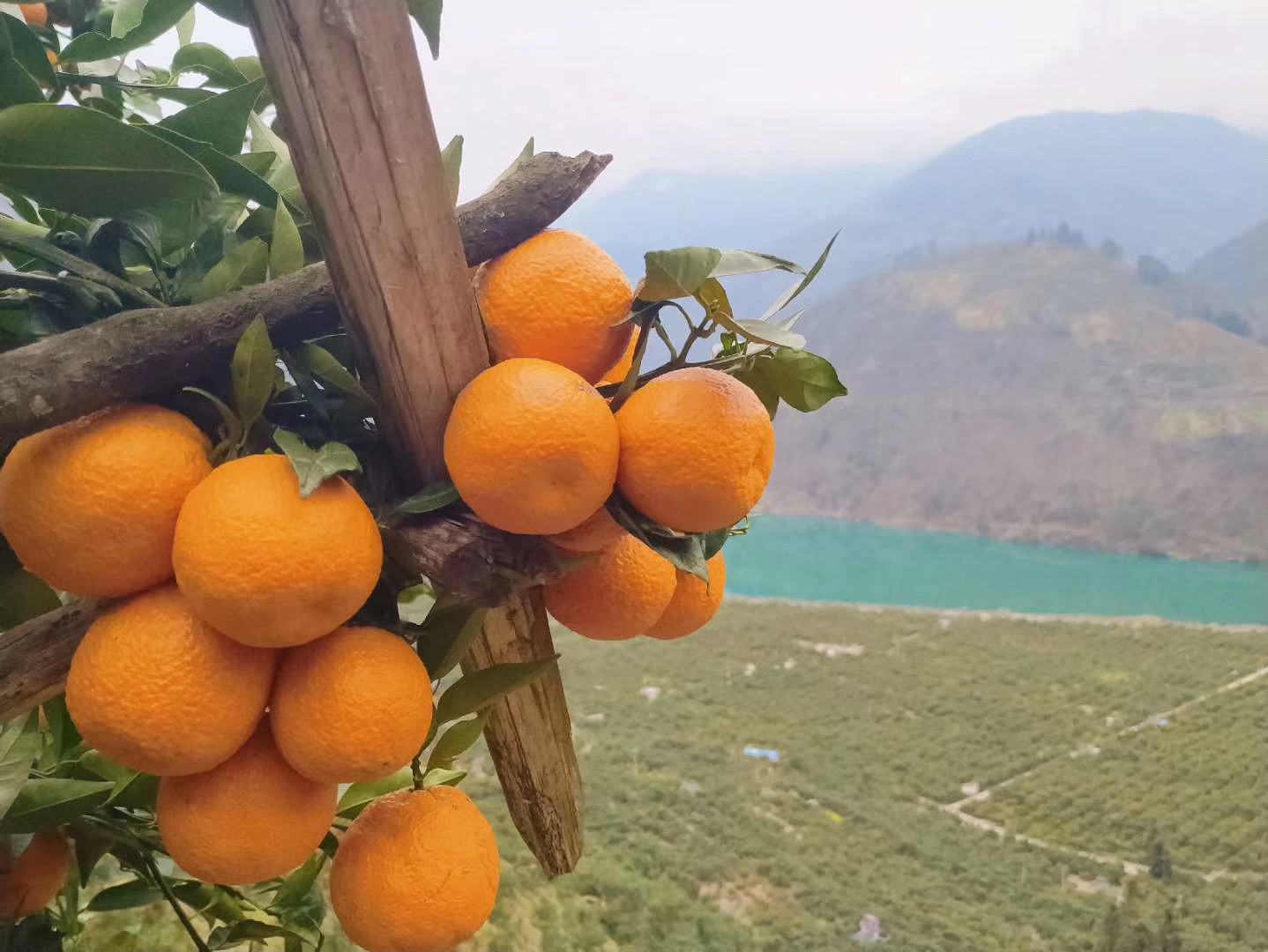 沃柑果园实景图