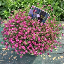 满天星种子四季可播四季开花庭院别墅阳台路边花海景观花