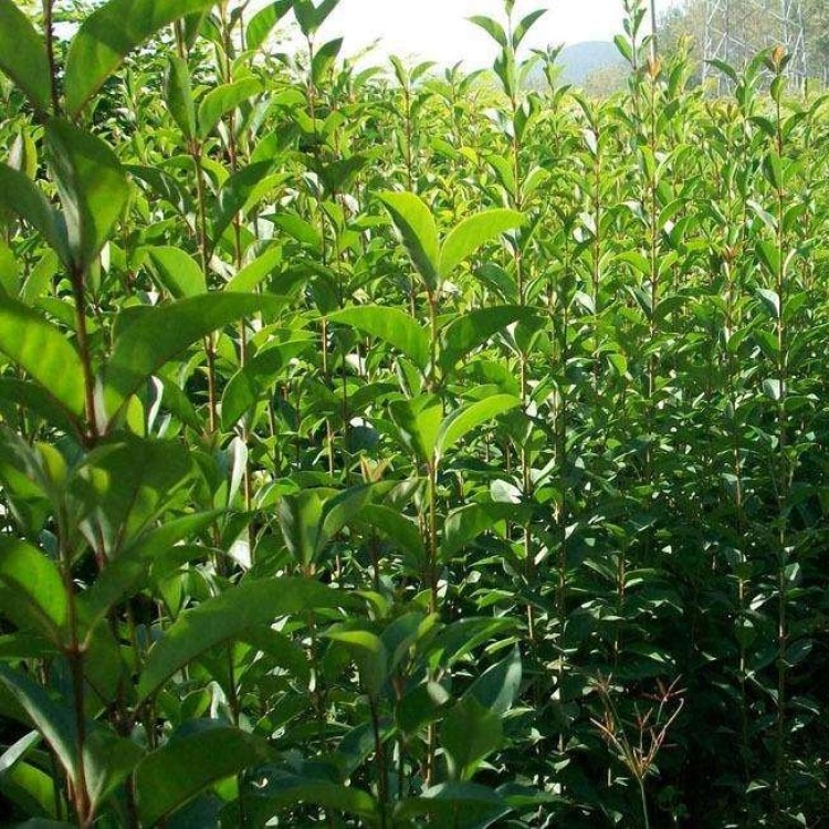 [女贞苗批发]绿化树苗 大叶女贞树苗 大叶女贞小苗 四季常青价格0.