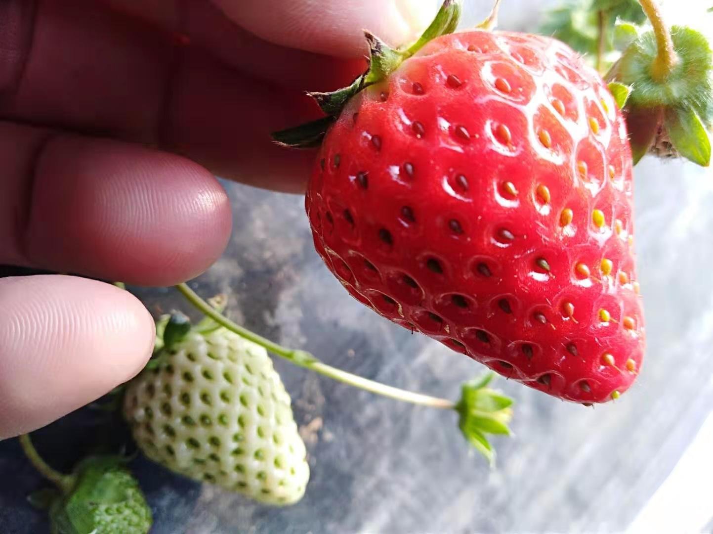 草莓红中柱的切面图