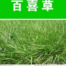 宽叶雀稗种子进口百喜草种籽畜禽牛羊鱼兔牧草绿化草坪