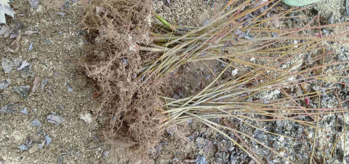 苗圃中整齐排列的美国红枫18公分苗木,根系发达,树干笔直 美国红枫18公分苗圃实景