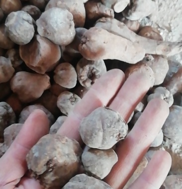 白魔芋,一代,低价出