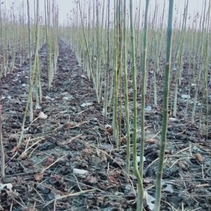 安徽楸树价格行情走势 - 一亩田