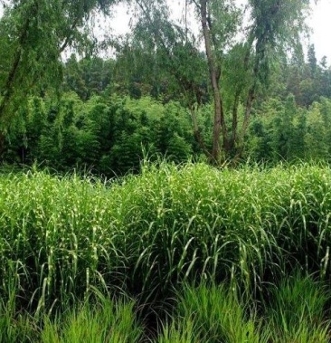 [早熟禾批发]班叶芒价格0.70元/棵 - 一亩田