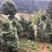 老鹰茶树苗，大苗，熟桩苗包成活，量大包邮发货